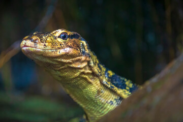 Asian water monitor, Varanus salvator, resting