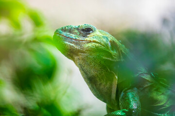 tenosaura bakeri or Utila spiny-tailed iguana, Baker's spinytail iguana, swamper or wishiwilly del suampo