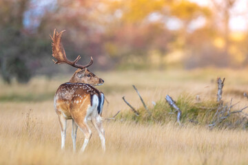 Fallow deer stag, Dama Dama, with big antlers during rutting in Autumn season