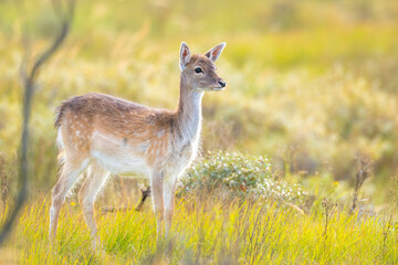 Fallow deer fawn Dama Dama in Autumn