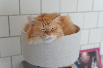 キャットタワーで寝る猫（マンチカン）