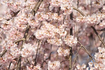 Fototapeta premium 桜