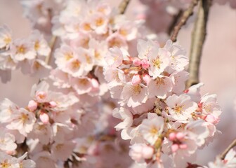 Fototapeta premium 桜