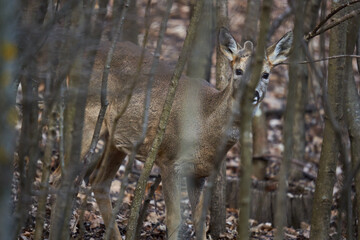 Roebuck hiding in the forest