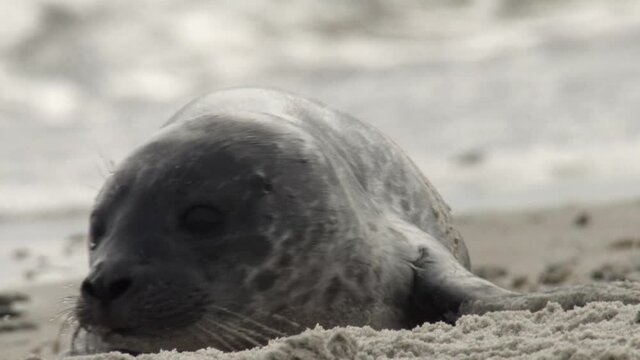 Seals on a danish island in summer