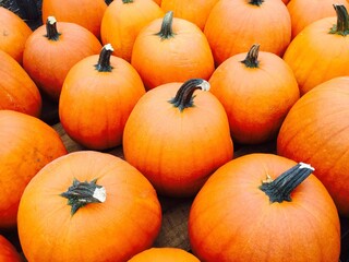 high-angle view of pumpkins arranged at a farm stand