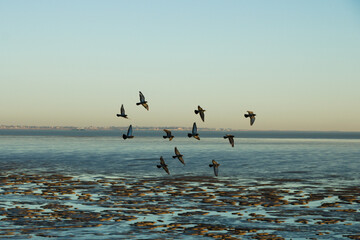 seagulls flying above the sea