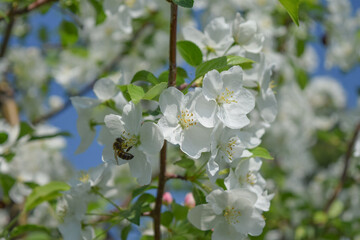 A bee landed on a flowering branch of an apple tree on a spring day