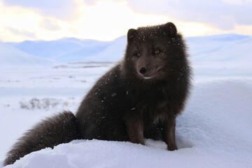 arctic fox in the snow