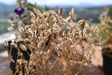 close up of crispy dried flowers