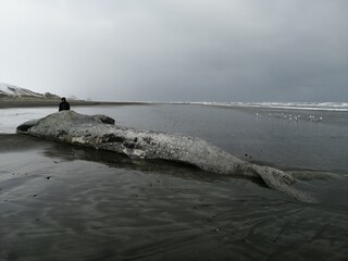 sperm whale on the beach