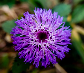 stamens of purple flowers in the garden