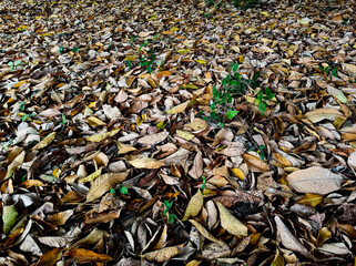 dry leaves on the ground