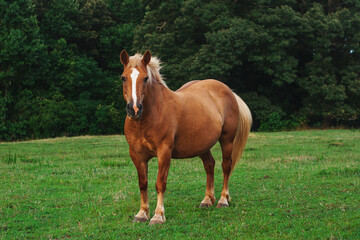 Obraz premium Haflinger pony in a field