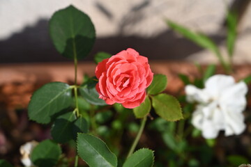peach coloured flower gazing in the sun