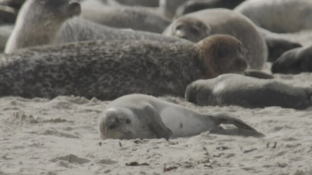 Seals on a danish island in summer