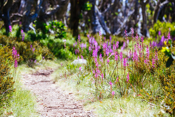 Mount Buller Flora in Summer in Australia