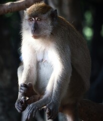 potrai of a monkey in close up
