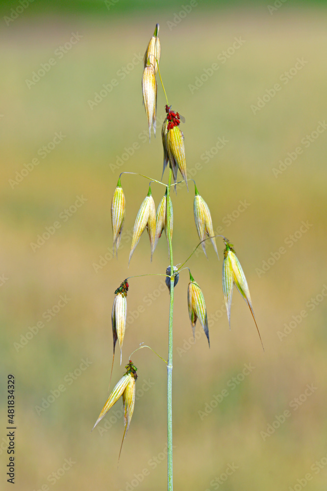 Poster red aphids on oats.