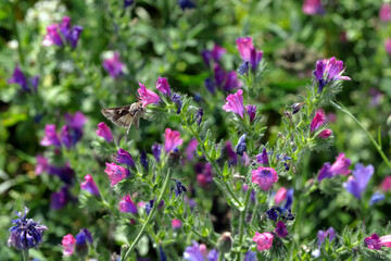 The Silver Y - Autographa gamma drinking the nectar on a flower meadow sown between crops in an agricultural landscape.