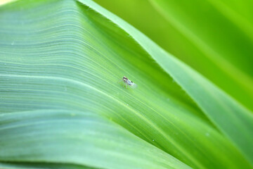 Tiny leafhopper - Laodelphax striatellus on a corn leaf.