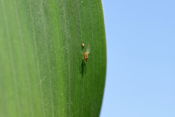 Tiny aphids, winged and wingless forms on corn leaf.