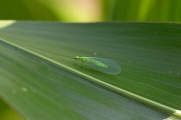 Сommon green lacewing - Chrysoperla carnea on a leaf of corn.