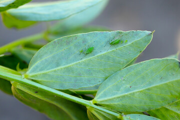 Acyrthosiphon pisum commonly known as the pea aphid or as the green dolphin, pea louse and clover louse on broad bean leaves. - obrazy, fototapety, plakaty