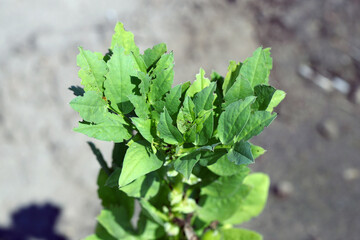 Broad bean leaves damaged by lupine beetle - Charagmus (formerly Sitona) gressorius and griseus - a specieses of weevils Curculionidae, pest of lupines and other Fabaceae.