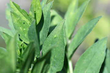 Broad bean leaves damaged by lupine beetle - Charagmus (formerly Sitona) gressorius and griseus - a specieses of weevils Curculionidae, pest of lupines and other Fabaceae.