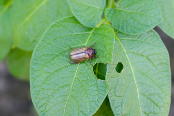 Small June Beetle Amphimallon solstitiale sitting on the damaged potato leaf.