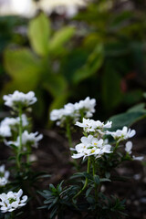 庭に咲く小さく白い花の宿根イリベス