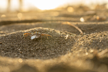 Little Crab on Dreamy Island