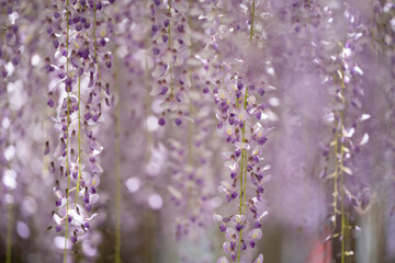 Obraz premium 満開に咲くピンク色の藤の花