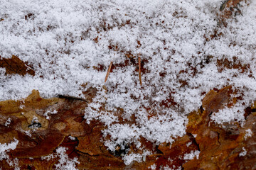 Naklejka premium Frozen swamp with plants, fallen trees and autumn leaves in frozen water in wetland environment. Unusual orange surface from autumn leaves. Nature concept