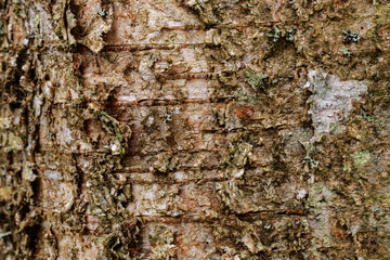 Closeup texture of tree bark. Pattern of natural tree bark background. Rough surface of trunk. Green moss and lichen on natural wood. Nature concept