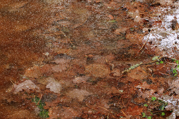 Frozen swamp  with plants, fallen trees and autumn leaves in frozen water in wetland environment. Unusual orange surface from autumn leaves. Nature concept