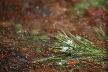 Frozen swamp  with plants, fallen trees and autumn leaves in frozen water in wetland environment. Unusual orange surface from autumn leaves. Nature concept