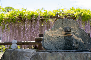 藤の花と神社の手水舎、手洗い場