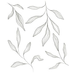 Fototapeta premium Set of leaves. Sketch of floral. 
