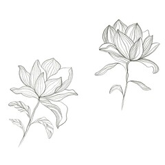 set of leaves
Sketch of magnolia 