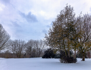 Snowy meadow in the park with bald trees and cloudy sky