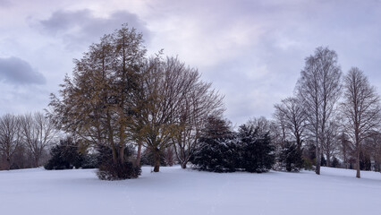 Snowy meadow in the park with bald trees and cloudy sky