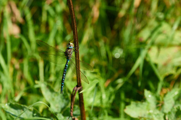 Torf-Mosaikjungfer (Aeshna juncea) Männchen