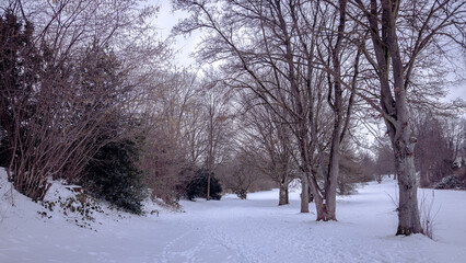 Snowy alley in the park with bald trees and bushes