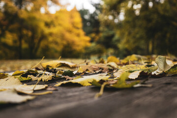 Autumn leaves on a bench