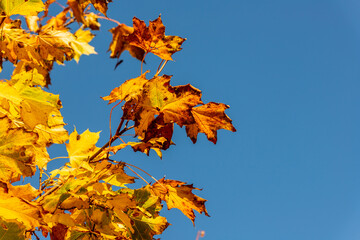 Background of yellow Acer leaves. Beautiful autumn wallpaper with maple leaves on the tree branch illuminated by the sun and swaying in the wind. Bright yellow, brown and orange maple leaves