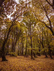 Obraz premium Forrest at fall