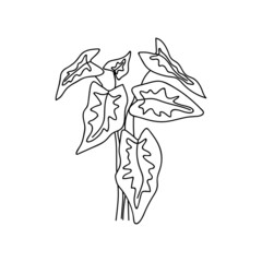 Hand drawn alocasia leaves. Vector illustration in doodle style.