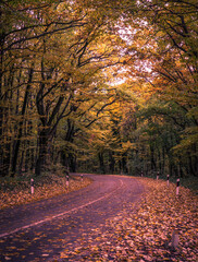 Road through forest at fall